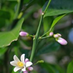 IMG_2224v2