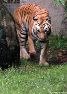 Tiger coming out