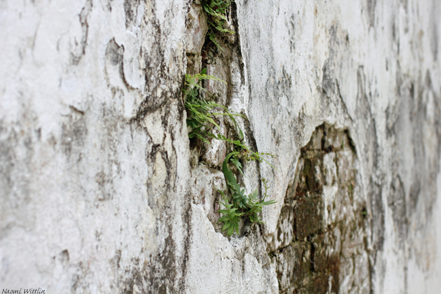Cemetary wall2